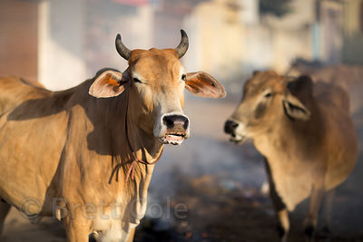 Vigilantism in the name of gau raksha has seen a lot of violence in the last few months